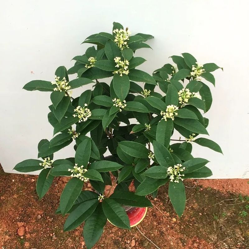 丹桂种植技术