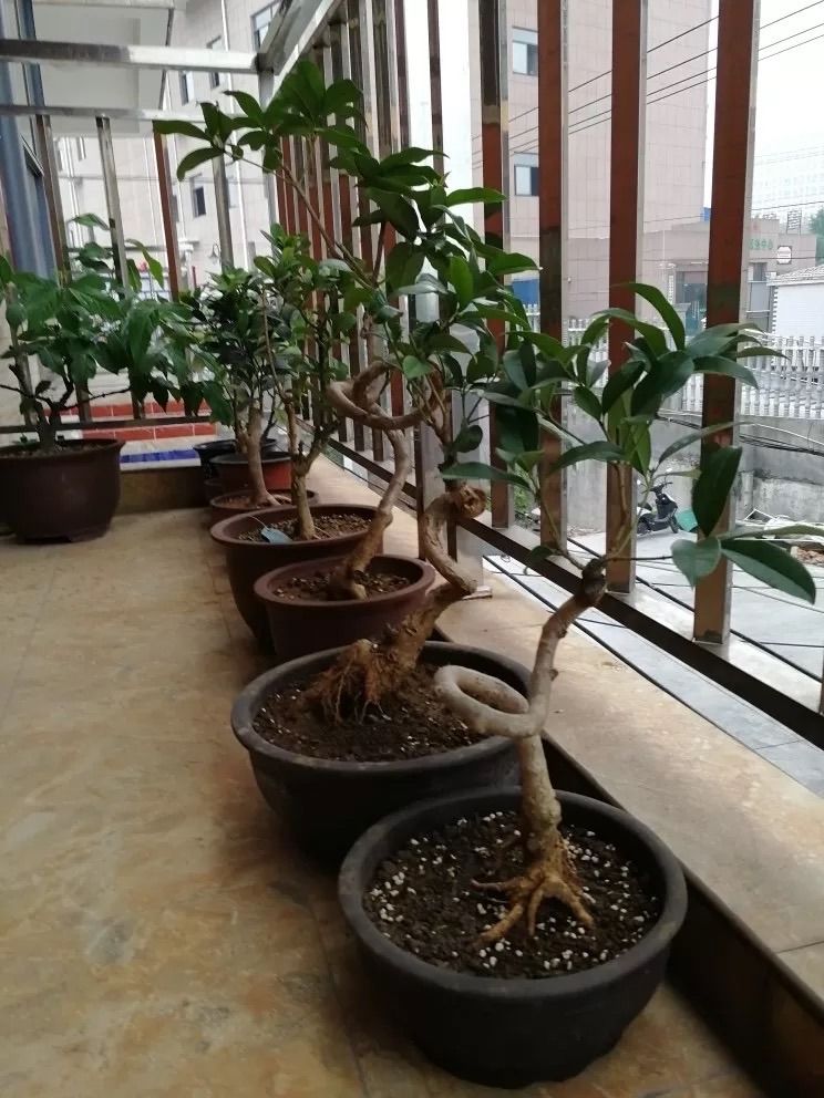丹桂种植技术