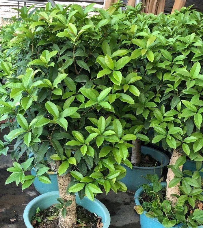 丹桂种植技术