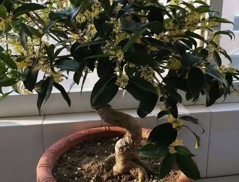 丹桂种植技术
