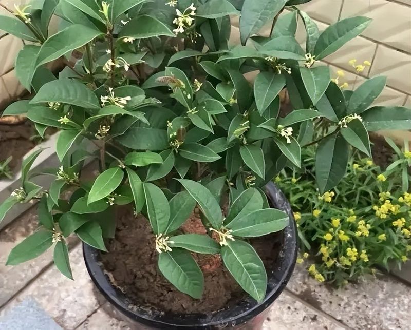 丹桂种植技术