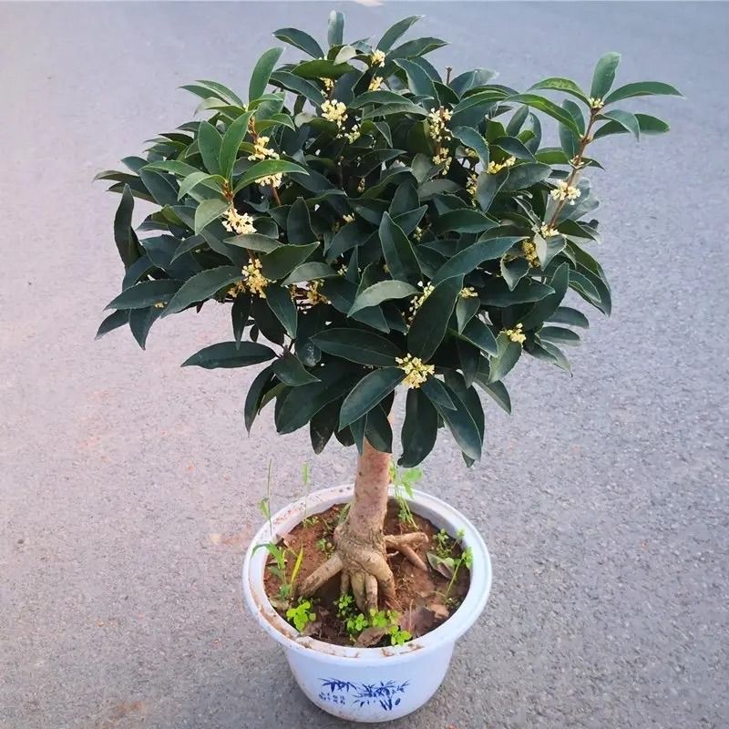丹桂种植技术