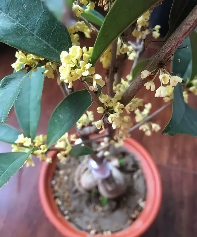 丹桂种植技术