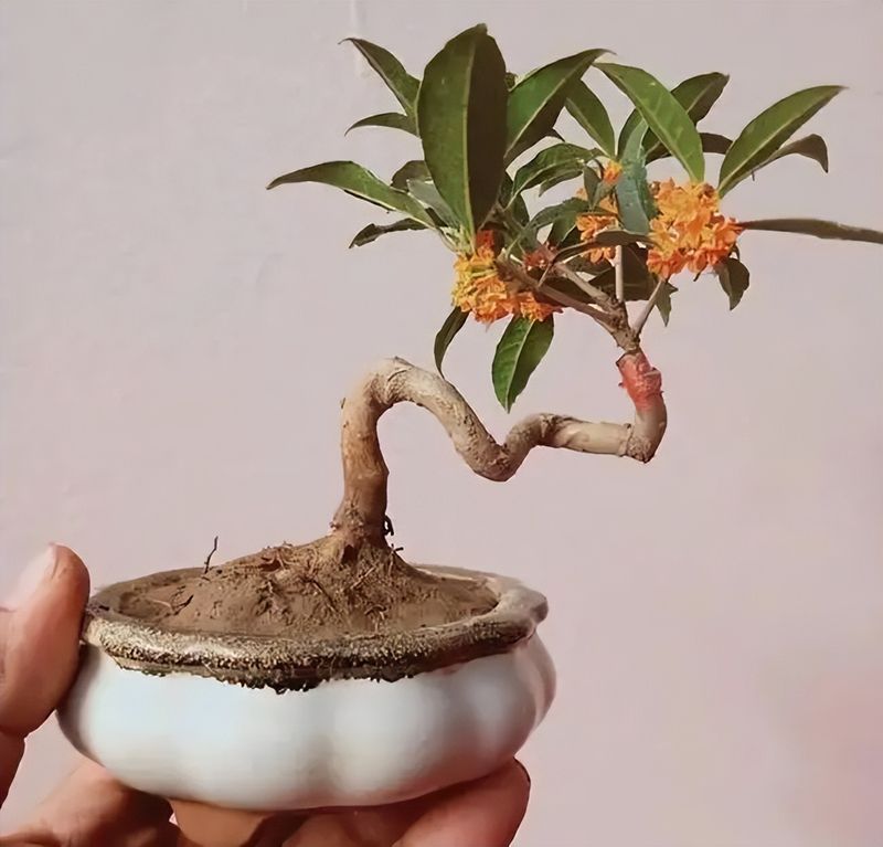 丹桂种植技术