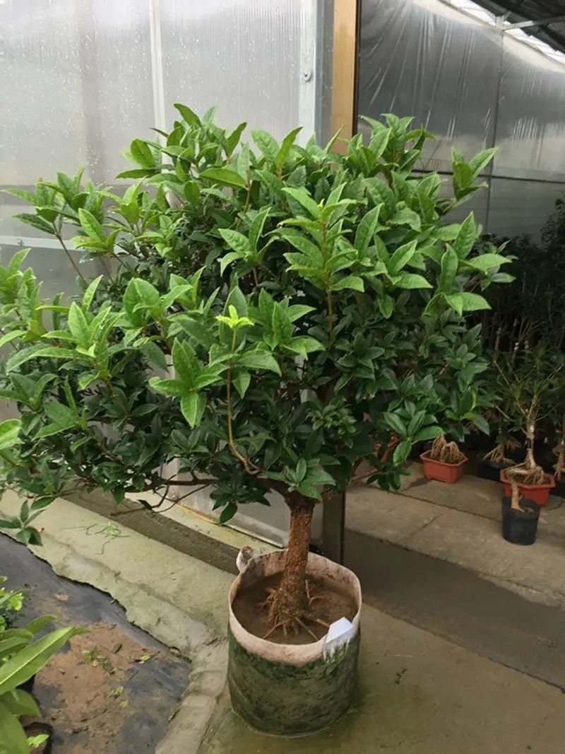 丹桂种植技术
