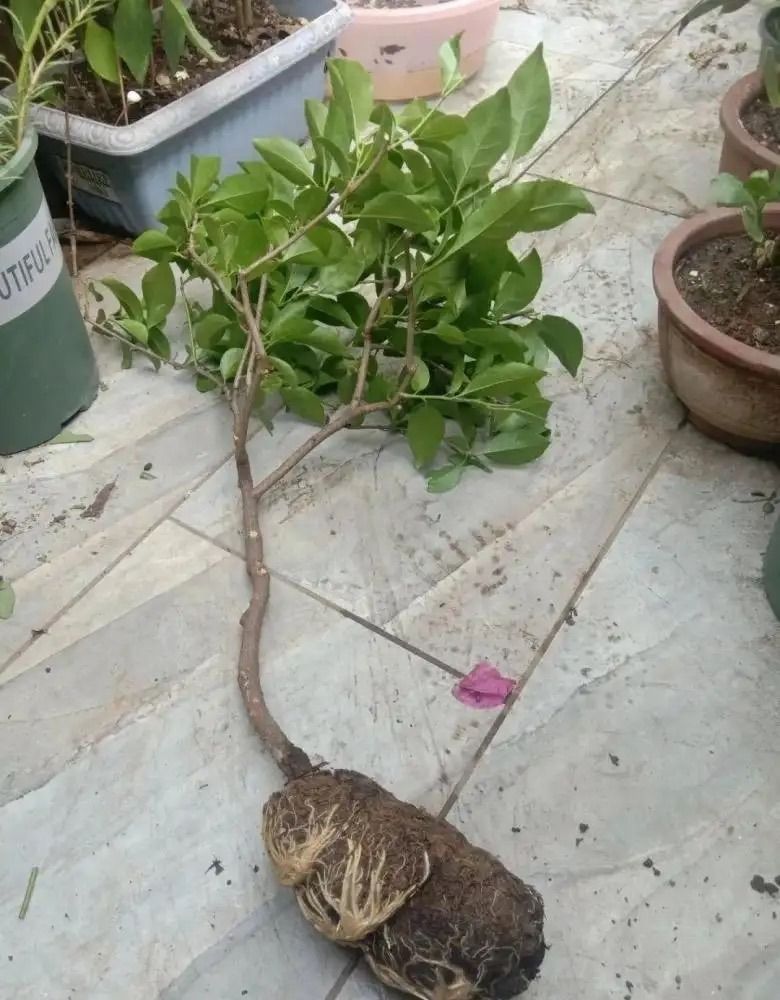 丹桂种植技术