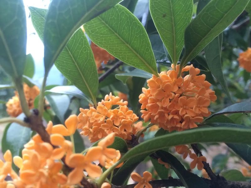 丹桂种植技术