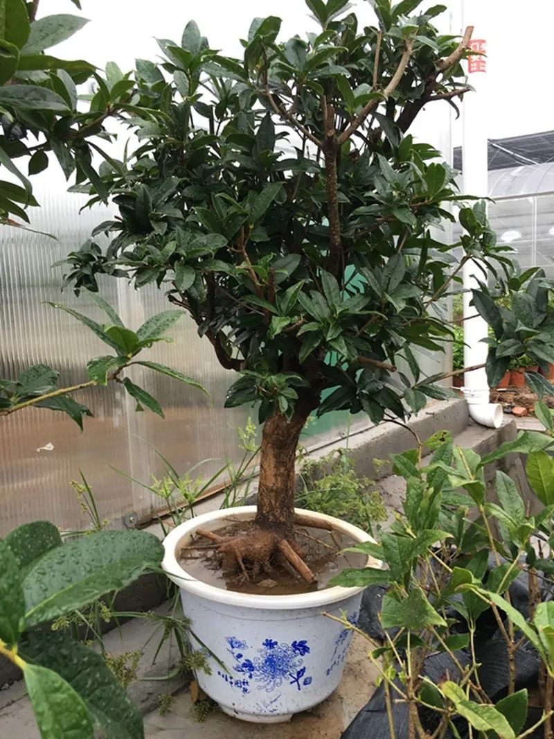 丹桂种植技术