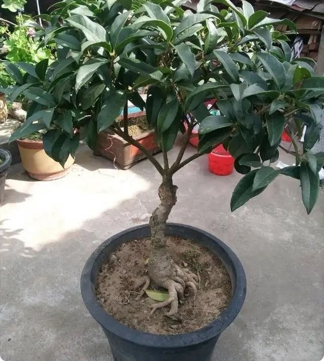 丹桂种植技术