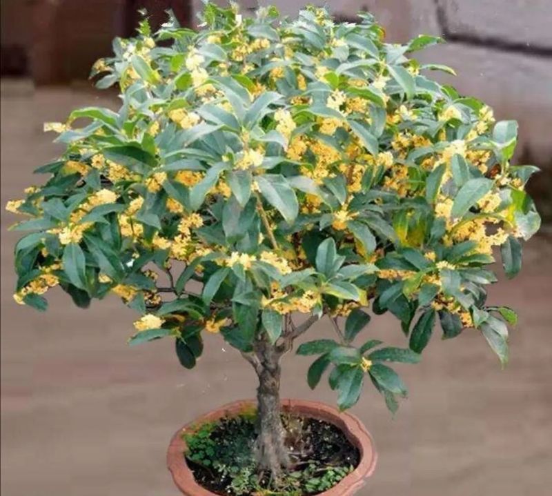 丹桂种植技术