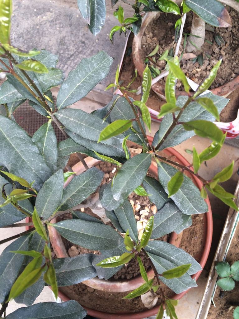 丹桂种植技术