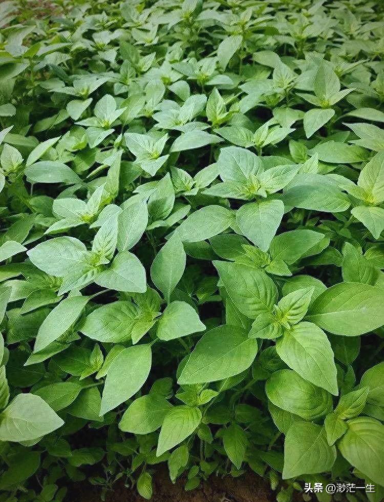 荆芥的种植方法