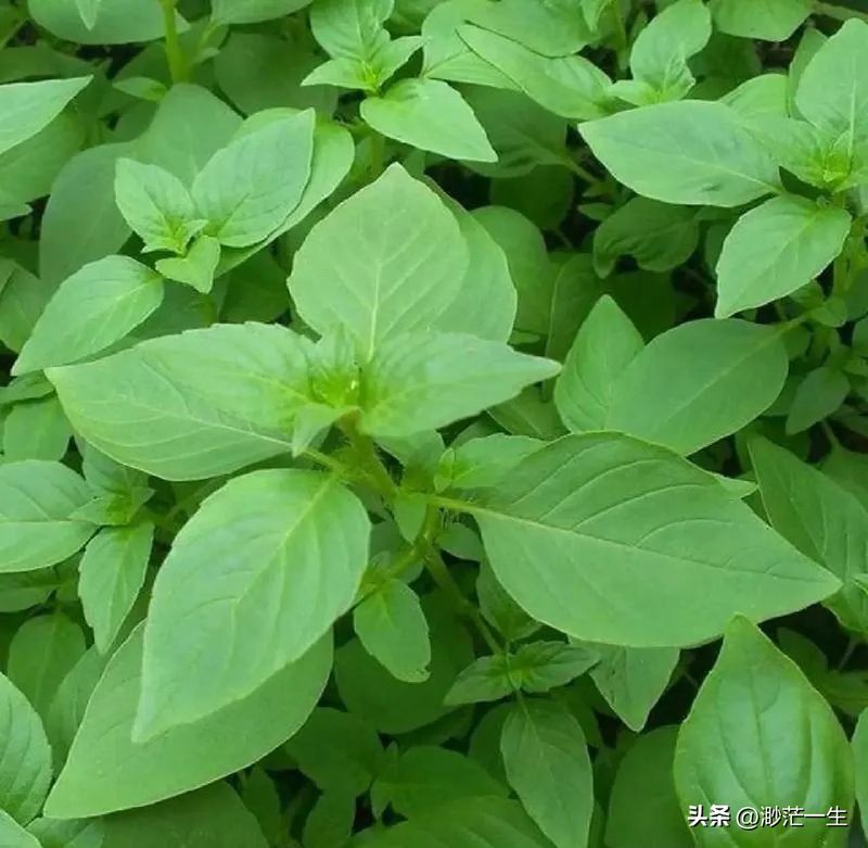 荆芥的种植方法