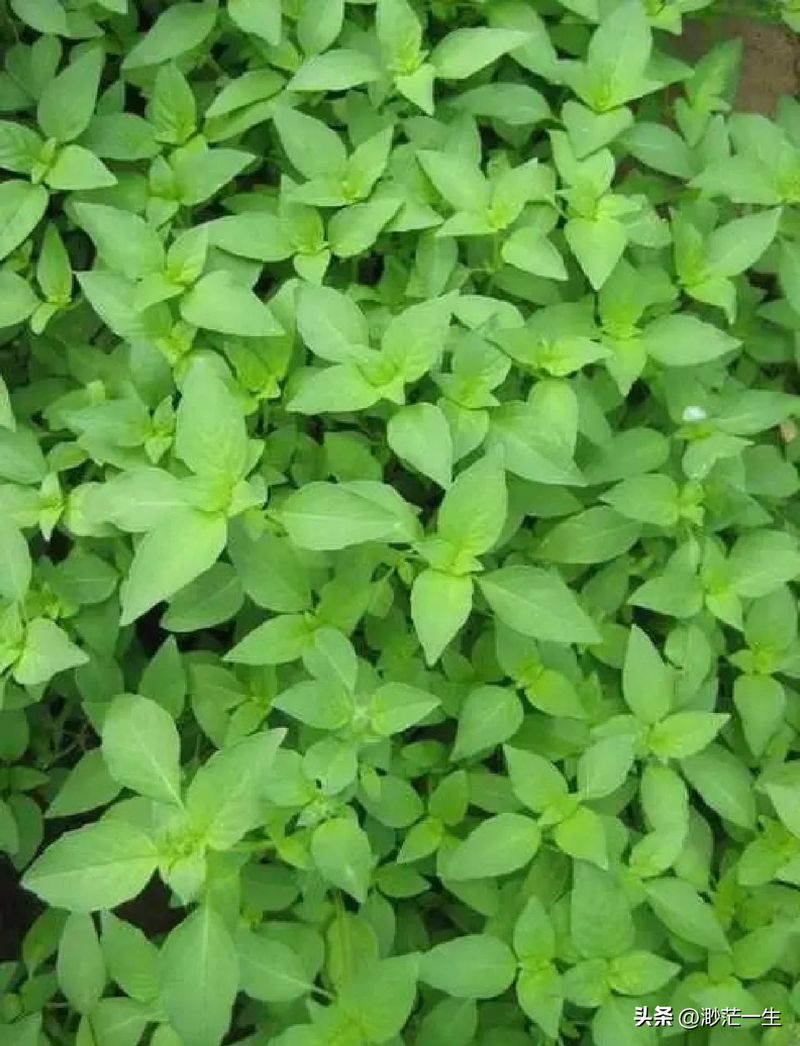 荆芥的种植方法