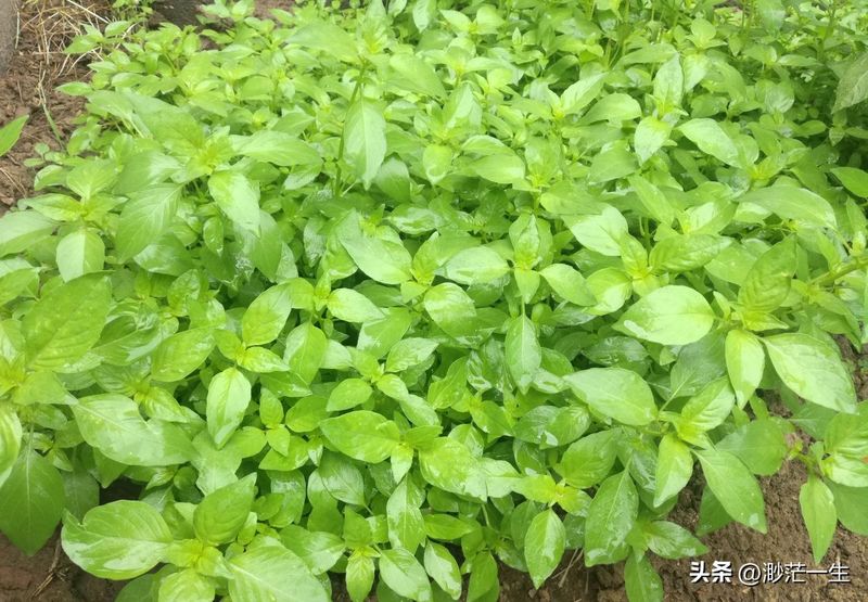 荆芥的种植方法