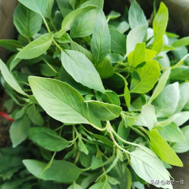 荆芥的种植方法