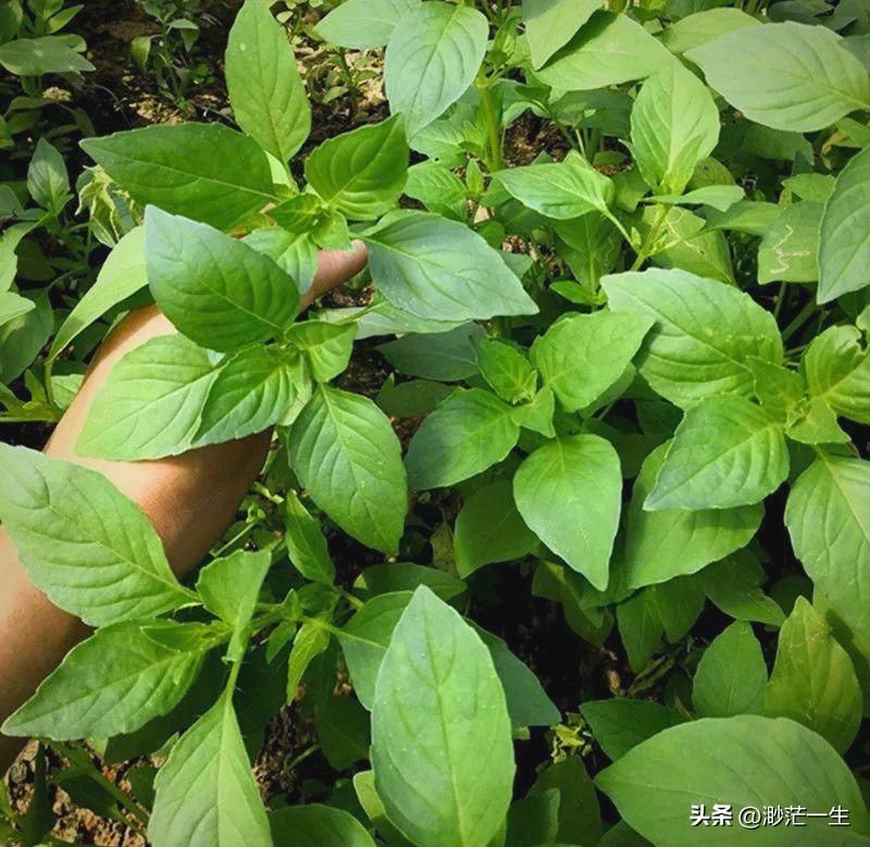 荆芥的种植方法