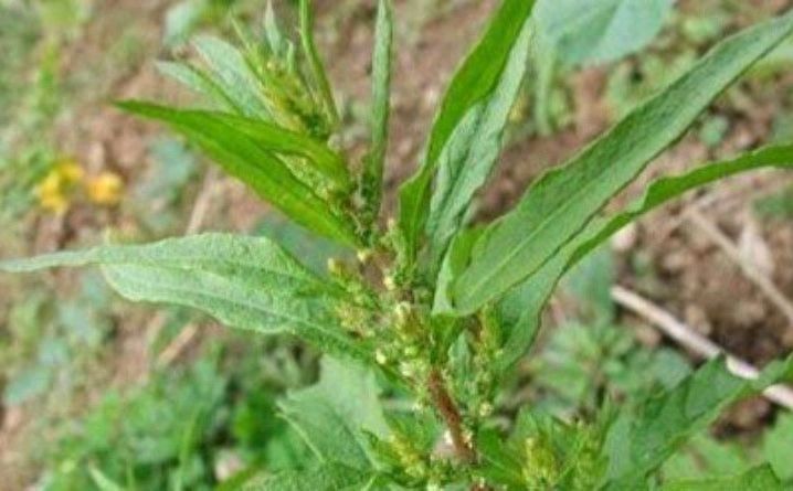 土荆芥是一种什么样的植物?