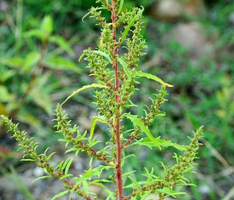 荆芥的种植方法