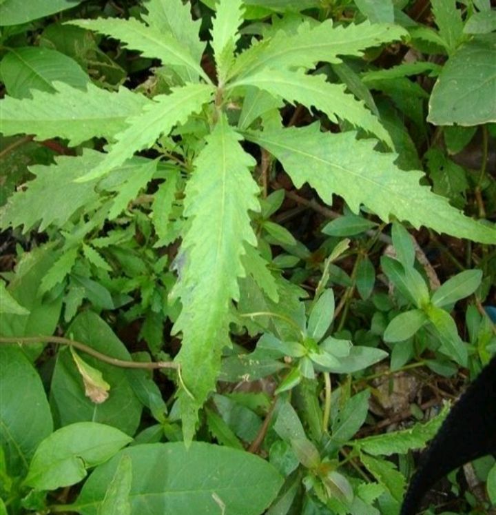 荆芥的种植方法