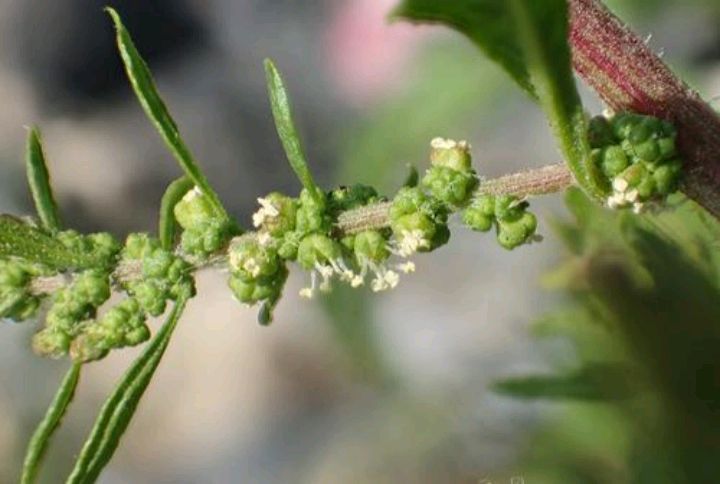 荆芥的种植方法
