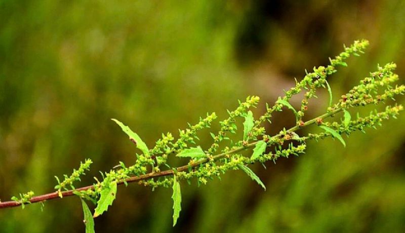 荆芥的种植方法