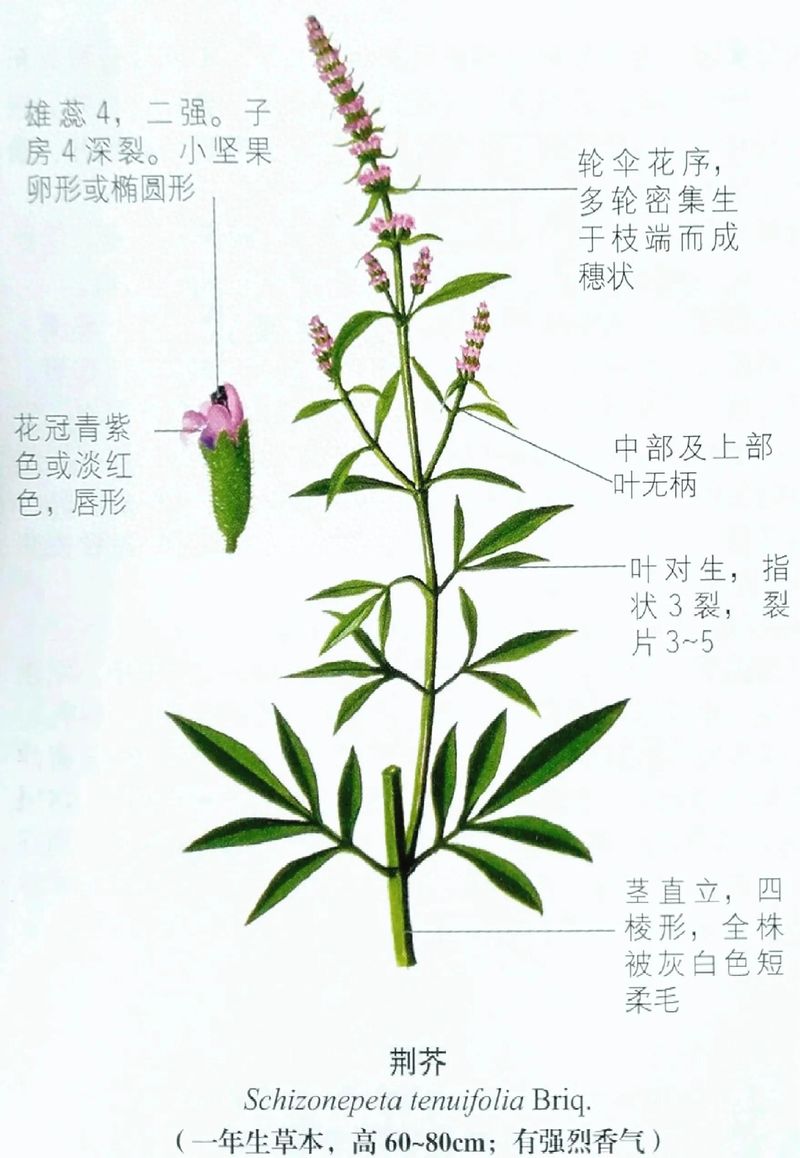 荆芥的种植方法
