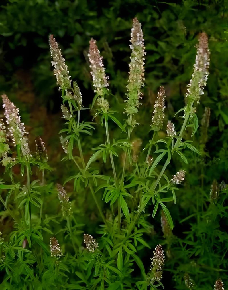 荆芥的种植方法