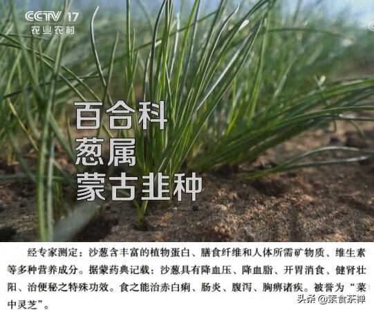 野沙葱野外种植方法