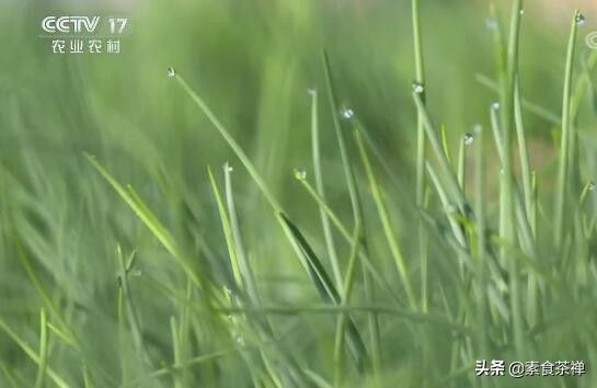 野沙葱野外种植方法