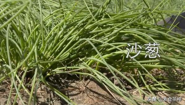 野沙葱野外种植方法