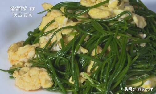 野沙葱野外种植方法