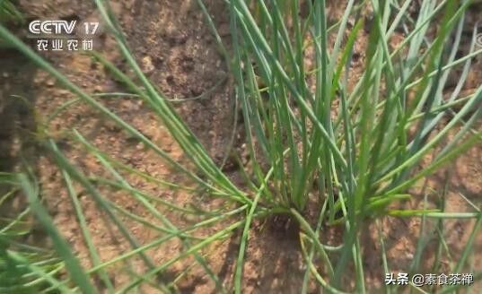 野沙葱野外种植方法