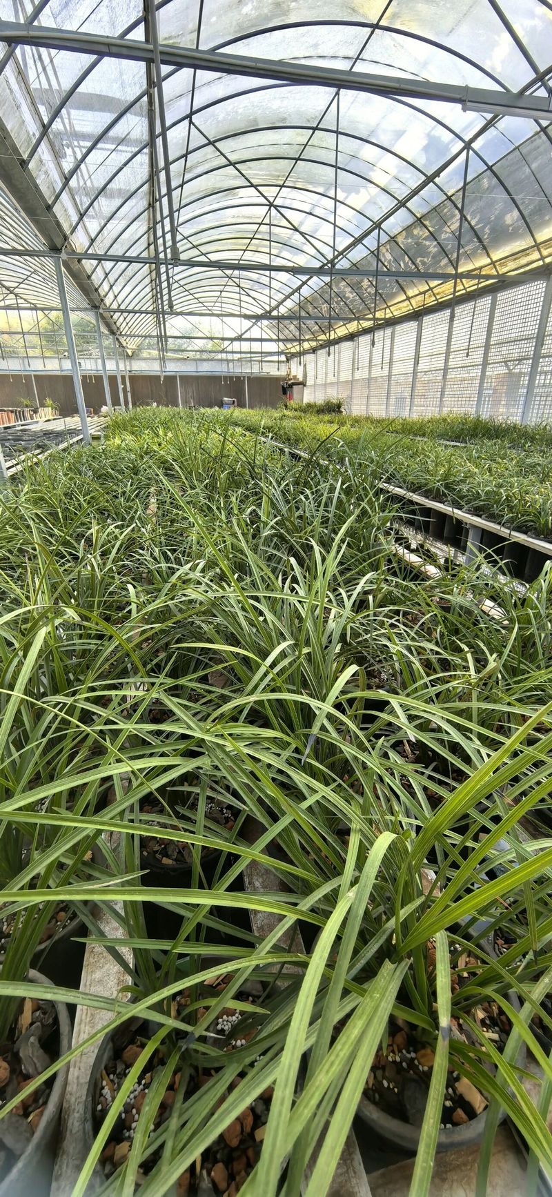 Solar net cultivation techniques