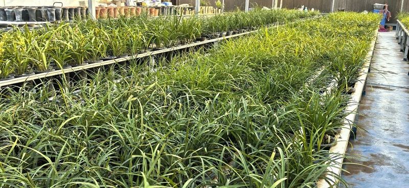 Solar net cultivation techniques