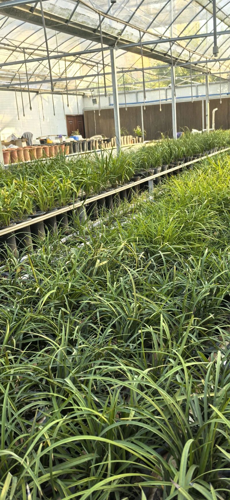 Solar net cultivation techniques