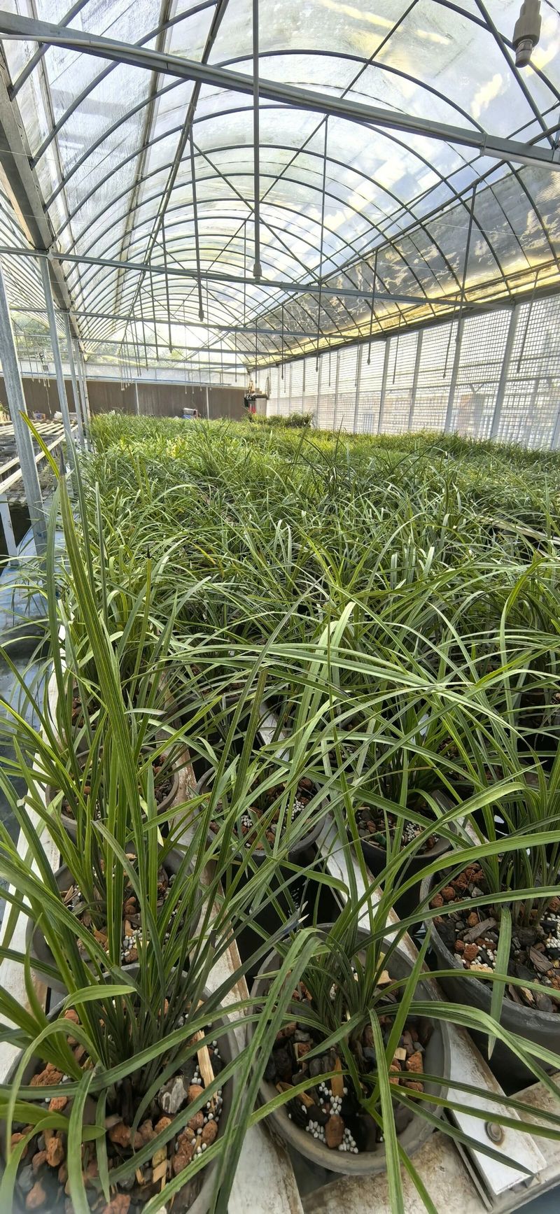 Solar net cultivation techniques