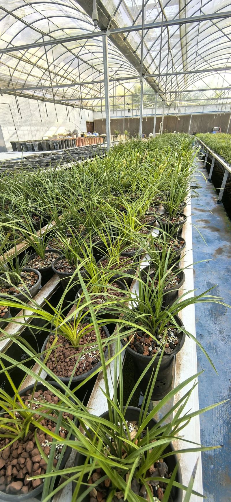 Solar net cultivation techniques