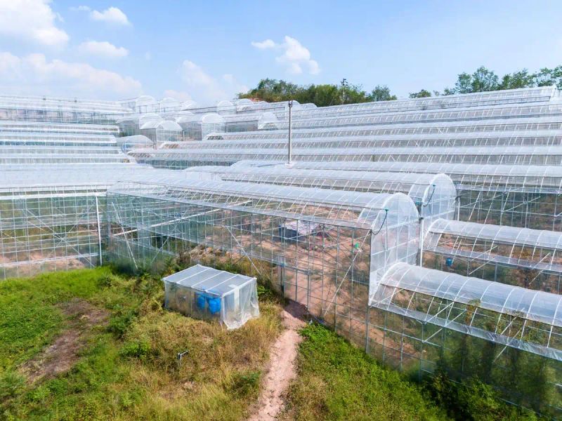 Anti-season planting techniques