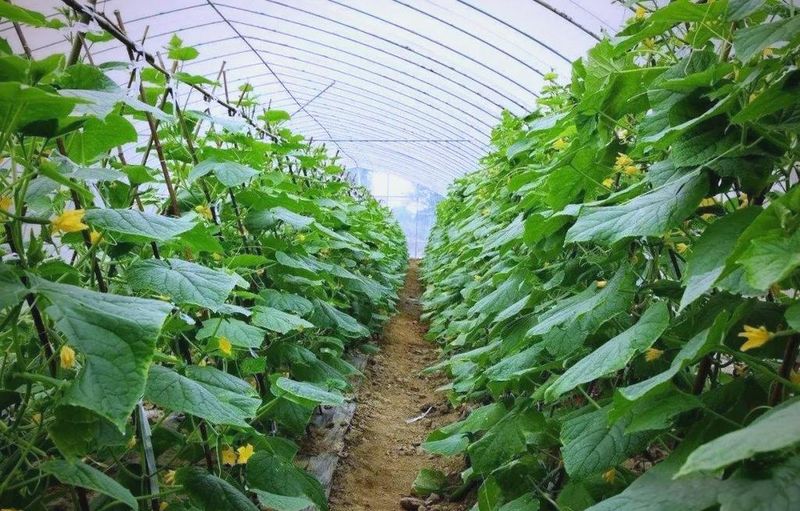 遮阳网种植技术