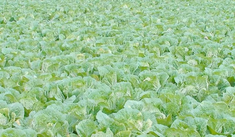 遮阳网在大棚白菜栽培中的应用研究