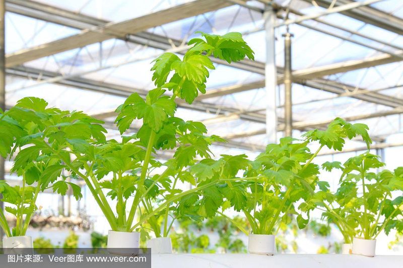 盆栽芹菜怎样种植方法