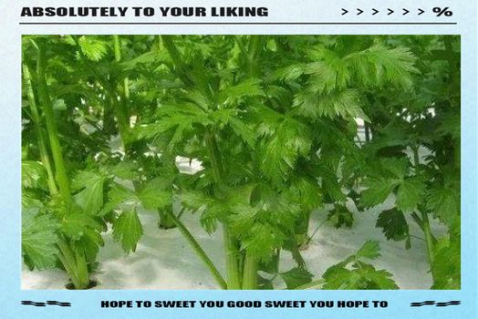盆栽芹菜怎样种植方法