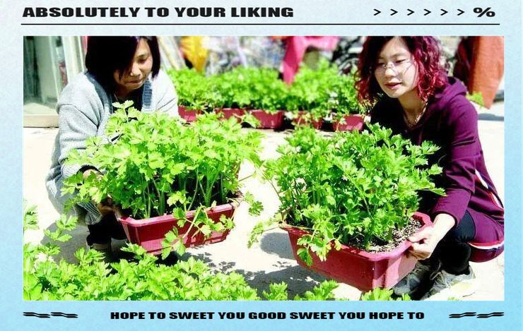 盆栽芹菜怎样种植方法