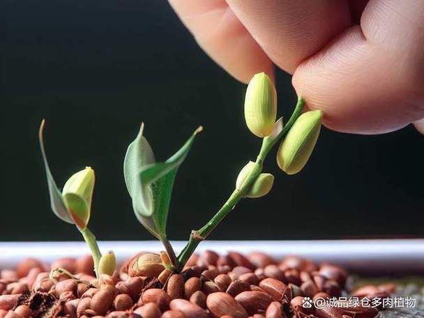 桂花种子的种植方法
