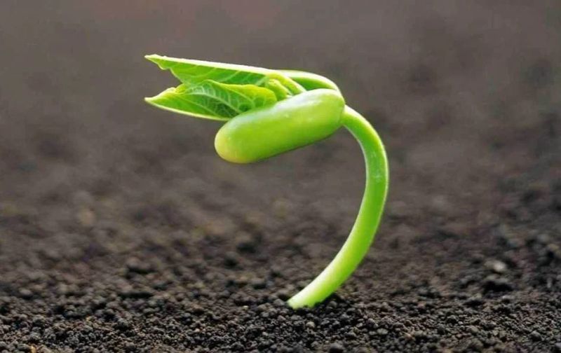 苋菜的种植方法