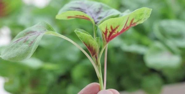 苋菜的种植方法