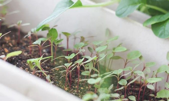 苋菜的种植方法