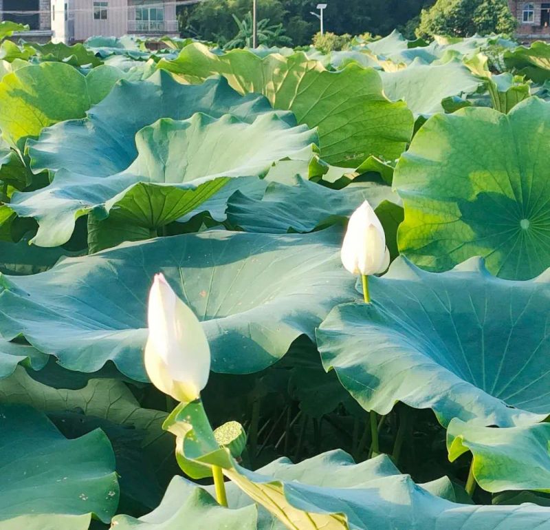 莲藕高产种植技术