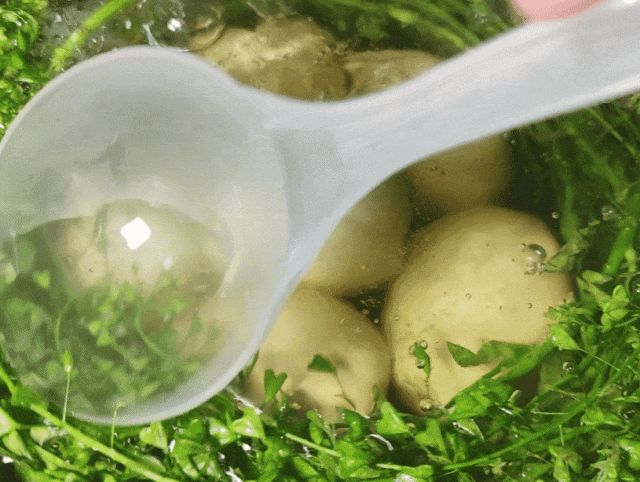 荠菜种植方法